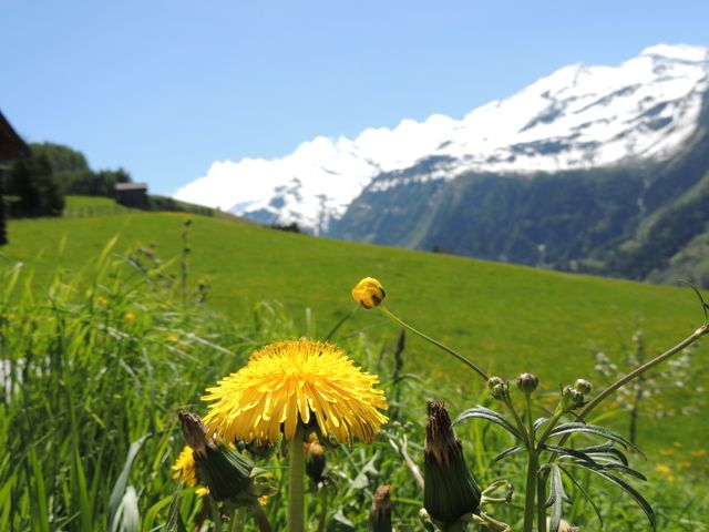 Ferienhaus Tauernblick