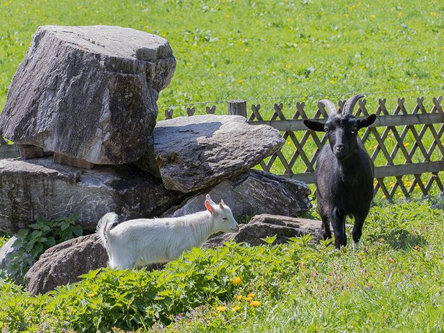 Ferienhof Hinteraigengut