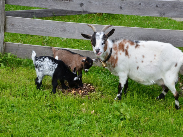 Familienbauernhof Griesbichlhof im Grossarltal