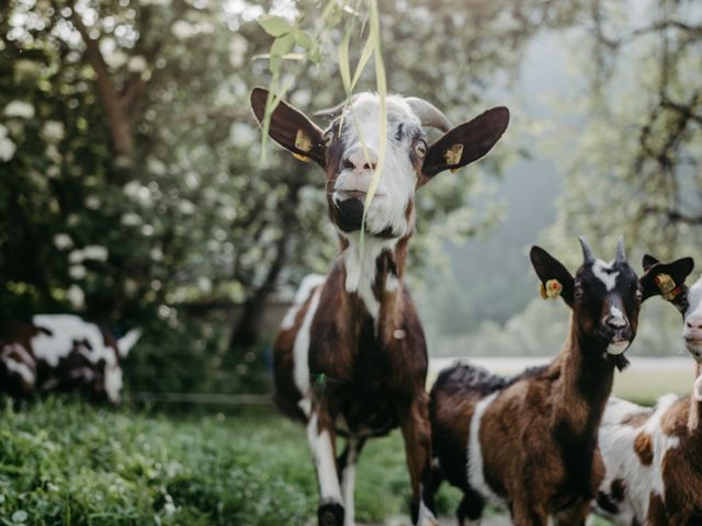 Biobauernhof Aubauer