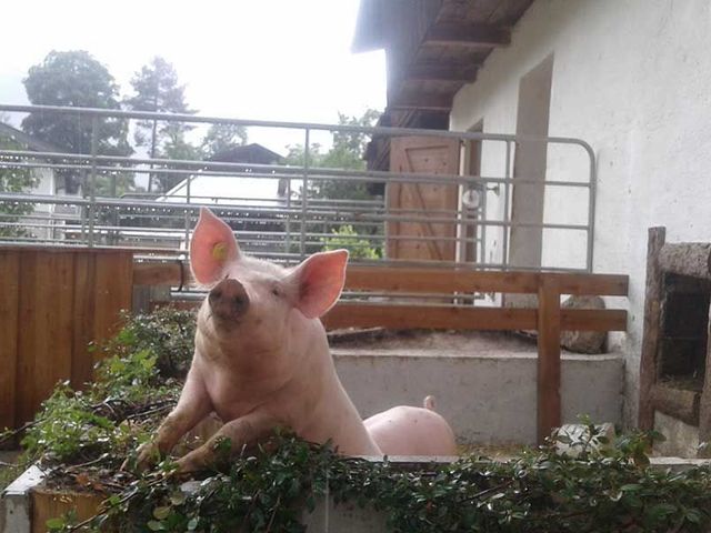 Familienbauernhof Bairauhof