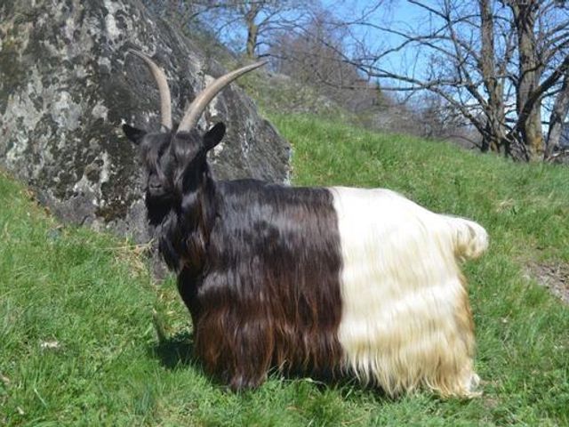 Familienbauernhof Bairauhof