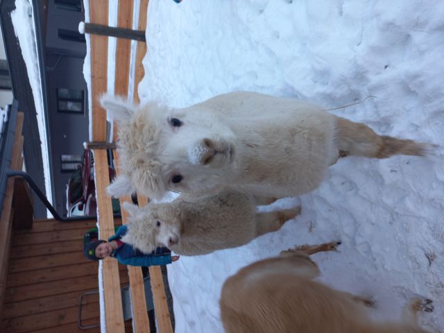 Ferienwohnungen Steinhäusl