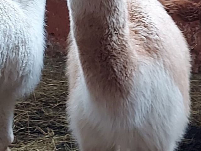 Ferienwohnungen Steinhäusl