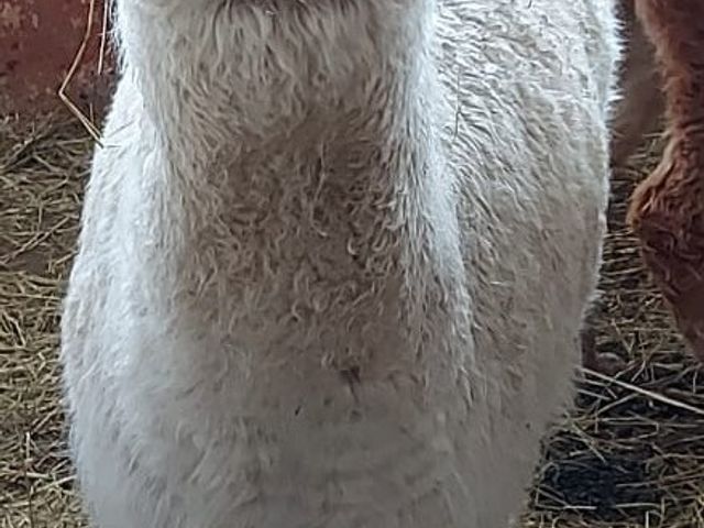 Ferienwohnungen Steinhäusl