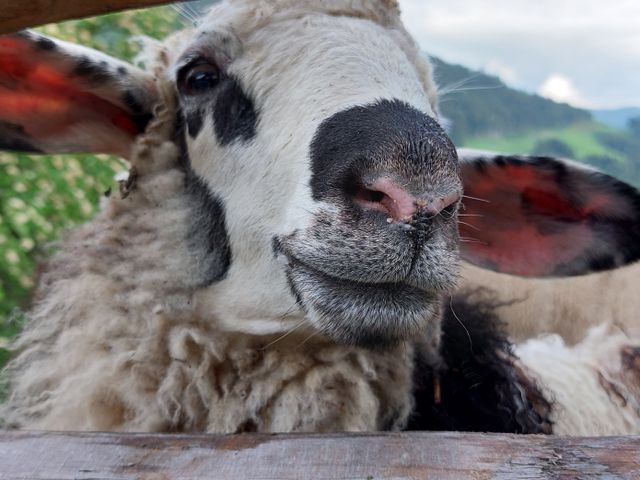 Bauernhof Unterreithof